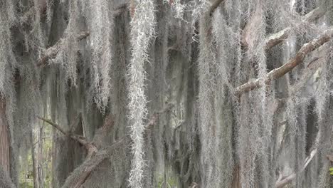 Georgia-Okefenokee-Se-Enfoca-En-El-Detalle-De-Musgo-Español