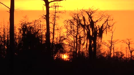 Georgia-Okefenokee-Zoomt-Auf-Den-Orangefarbenen-Sonnenuntergang