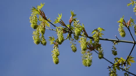 Oregon-Blooming-Big-Leaf-Maple-Tree