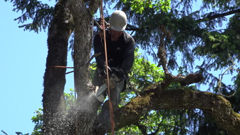 Oregon-Trepando-Y-Cortando-Un-árbol