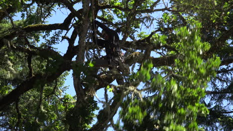 Oregon-Cutting-An-Oak-Tree-Branch