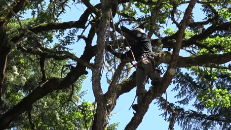 Oregon-Mann-Klettert-In-Einen-Baum-Vergrößern