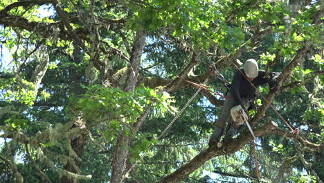 Oregon-Man-Cutting-Oak-Tree-Limb
