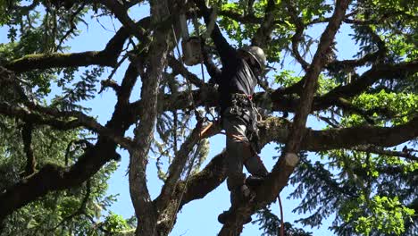 Oregon-Tilt-Up-Tree-Cutter