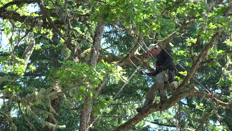 Oregon-Tree-Trimming