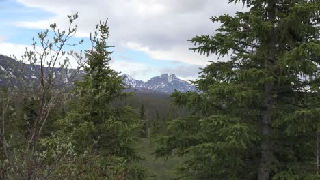 Alaska-Montaña-A-Través-De-Los-árboles-Acercar