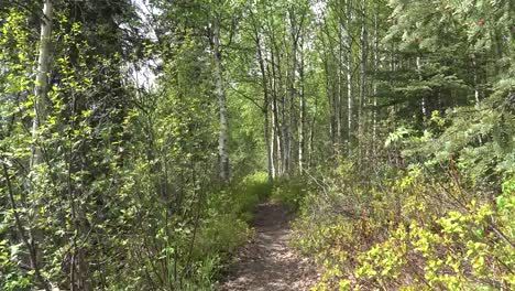 Alaska-Path-To-Birch-Trees