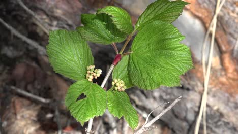 Alaska-Pflanze-Mit-Grünen-Blättern