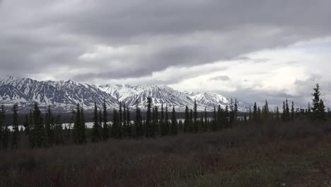 Alaska-Montaña-Nevada-Con-Abeto-Acercar