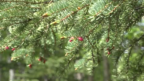 Alaska-Zooms-To-Pollen-Cones-On-Black-Spruce