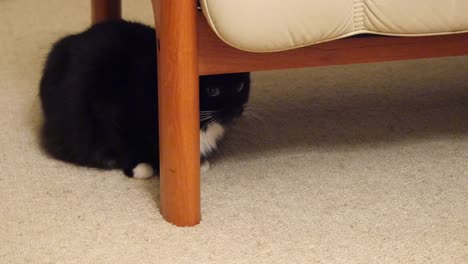 Black-Cat-Hides-Under-Sofa-Then-Runs