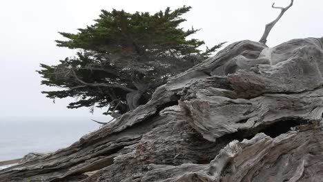 California-17-Mile-Drive-Ghost-Tree-Stump-And-Live-Cypress