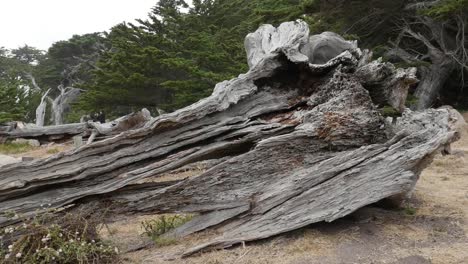 California-17-Mile-Drive-Ghost-Tree-Stump-With-People