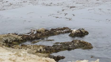 California-17-Mile-Drive-Seal-Rock-Harbor-Seals
