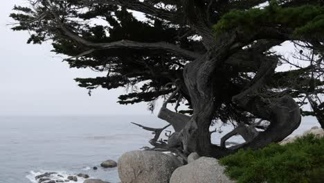 California-17-Mile-Drive-Live-Cypress-At-Ghost-Tree