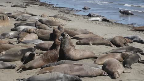 California-Elephant-Seal-Rookery-Biggest-Male-Wins-Fight