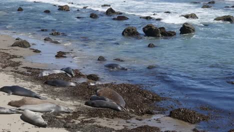 California-Elephant-Seal-Rookery-Females-Lying-On-Beach-In-Kelp