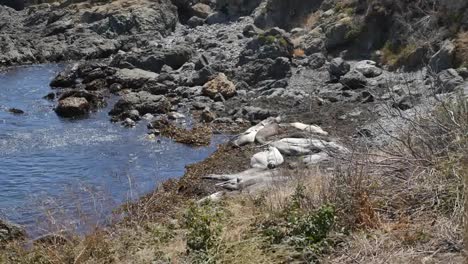 California-Elephant-Seal-Rookery-Females-On-Beach