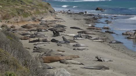 California-Elephant-Seal-Rookery-Juvenile-Males-Fighting-And-Females