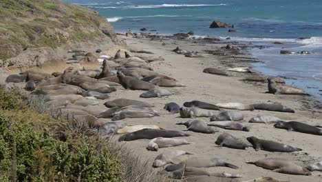 Colonia-De-Elefantes-Marinos-De-California-En-La-Playa,-Jugando-A-La-Arena