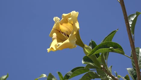 California-Solandra-Flower-And-Blue-Sky