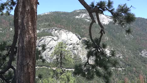 Kalifornien-Yosemite-Klippe-Umrahmt-Von-Tannenzweigen