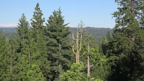 Kalifornien-Toter-Baum-Im-Wald