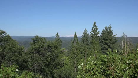 Kalifornischer-Wald-Herauszoomen