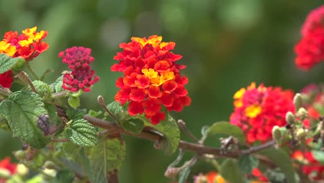 California-Lantana-Camara-Blumen-Orange-Und-Gelb-Flowers