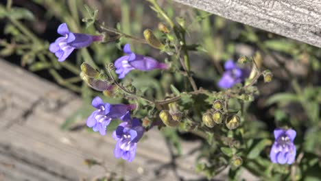 California-Purple-Wildflowers