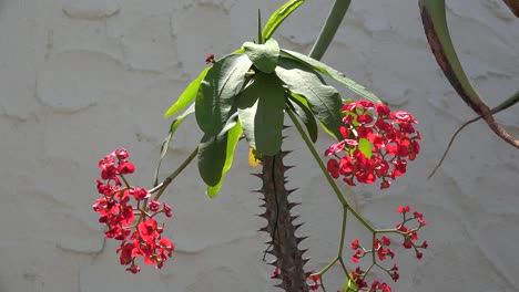 California-Red-Flowers-On-Crown-Of-Thorns-Plant