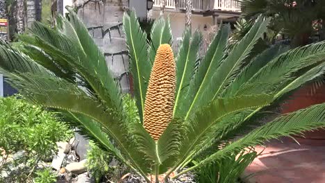 California-Sago-Palm-With-Large-Cone