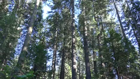 Kalifornien-Kippen-Bäume-Aus-Blühendem-Strauch-From