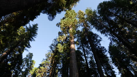 Kalifornische-Spitze-Des-Redwood-Baumes