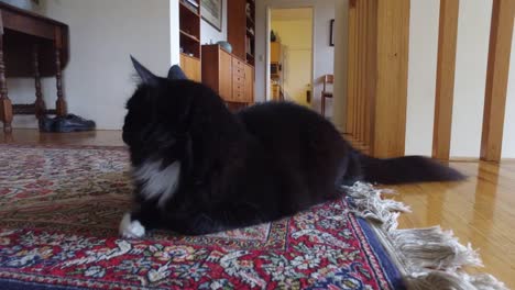Cat-Lies-On-Rug-Then-Gets-Up-And-Heads-Down-Stairs