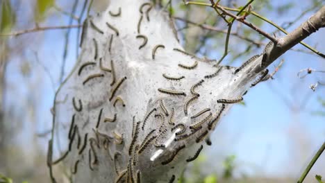 Nature-Caterpillars-In-Web