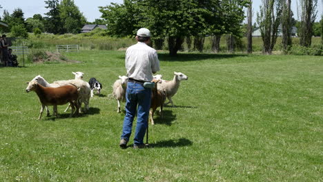 Oregon-Hund-Arbeitet-Schafe