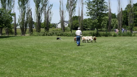 Oregon-Herding-Sheep-With-Dog