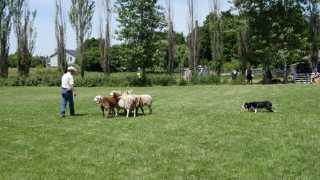 Oregon-Sheep-And-Shepherd-With-Dog