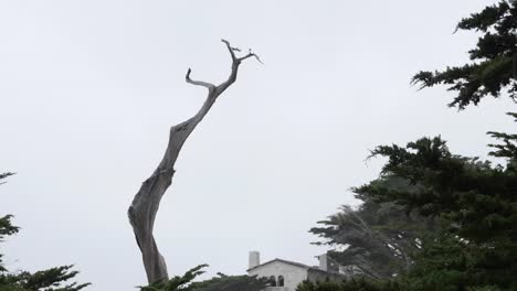 California-17-Mile-Drive-Ghost-Tree-With-House-Zoom-Out