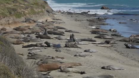 California-Elephant-Seal-Rookery-Juvenile-Males-Play-Fighting-By-Females-Zoom-In