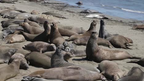 California-Elephant-Seal-Rookery-Males-Fighting-Zooms-In