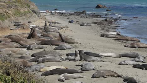 California-Elephant-Seal-Rookery-On-Beach,-Flipping-Sand-Playing-Pan