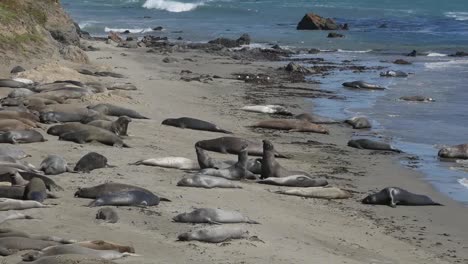 California-Elephant-Seal-Rookery-Seals-Lying-On-Beach-And-Play-Fighting-Zoom-Out