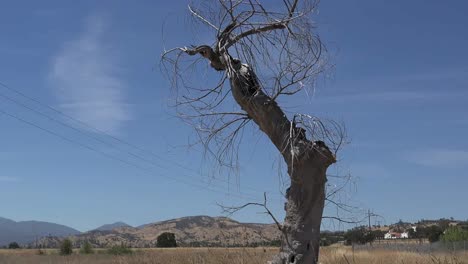 California-Fort-Hunter-Liggett-Dead-Tree-By-Road-Tilt-Up