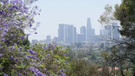California-Los-Angeles-Blue-Tree-Flowers-With-Buildings-In-Distance