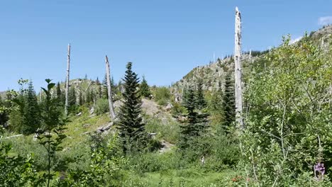 Washington-Tote-Bäume-In-Der-Nähe-Von-Mt.-St.-Helens-Pan