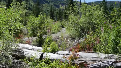 Washington-Log-And-View-Near-Mt-St-Helens-Pan