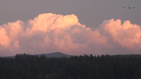 Washington-Silver-Lake-Vogelschwarm-Pfanne