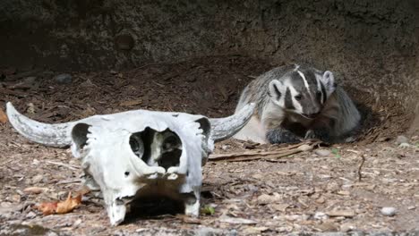 Badger-And-Bovine-Skull